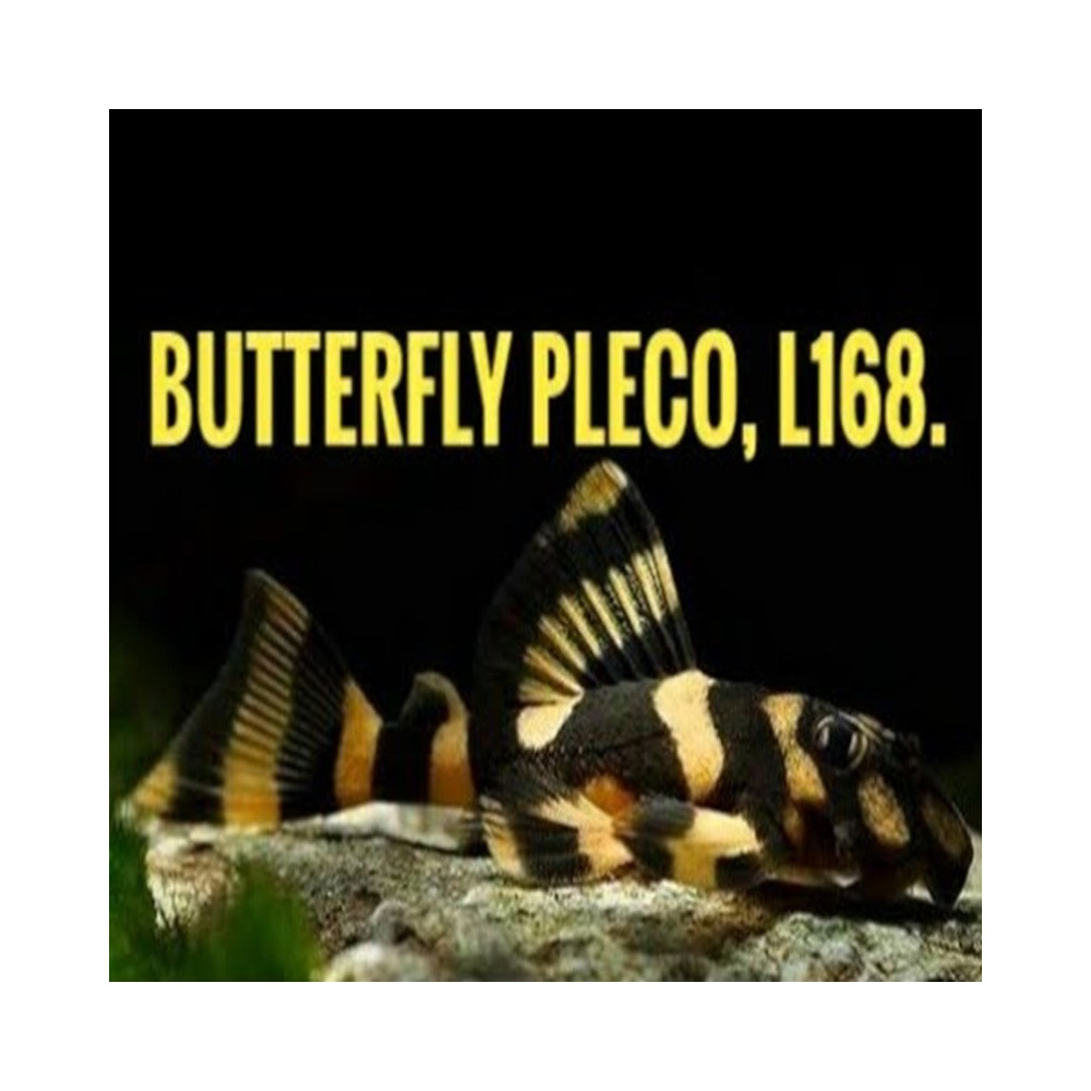 L168 ZONANCISTRUS BRACHYRUS / BUTTERFLY PLECO / DEKEYSERIA BRACHYURA