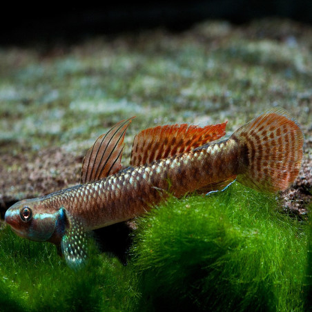 STIPHODON ORNATUS / GOBIE NEON  ORANGE / RAINBOW GOBY