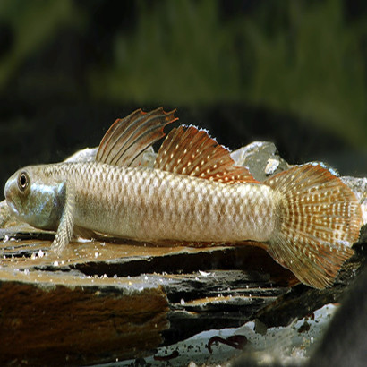 STIPHODON ORNATUS / GOBIE NEON  ORANGE / RAINBOW GOBY