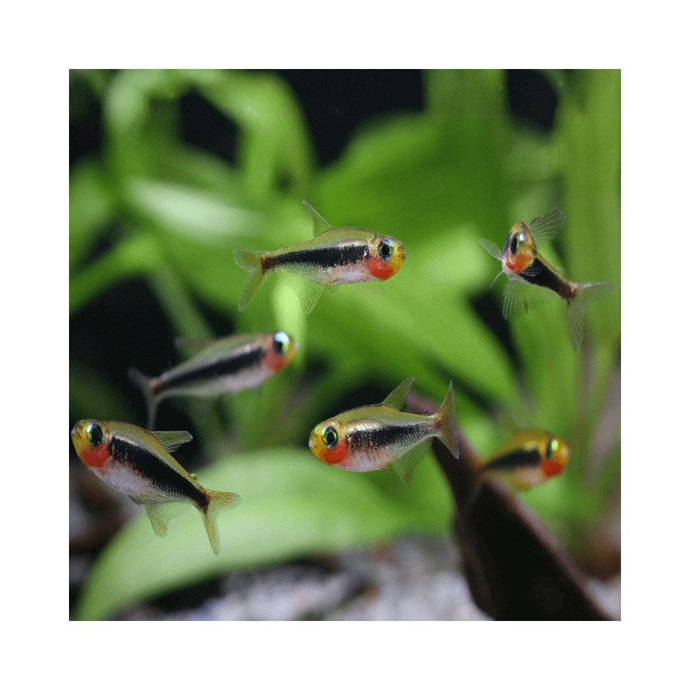 TUCANOICHTHYS TUCANO