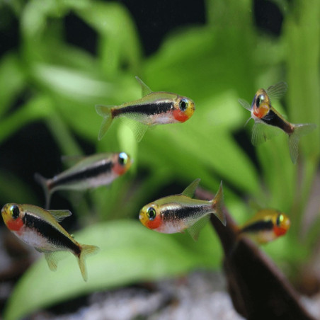 TUCANOICHTHYS TUCANO