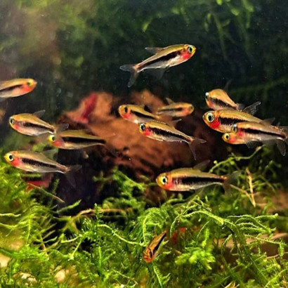 TETRA TUCANO / TUCANOICHTHYS TUCANO