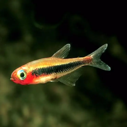 TETRA TUCANO / TUCANOICHTHYS TUCANO