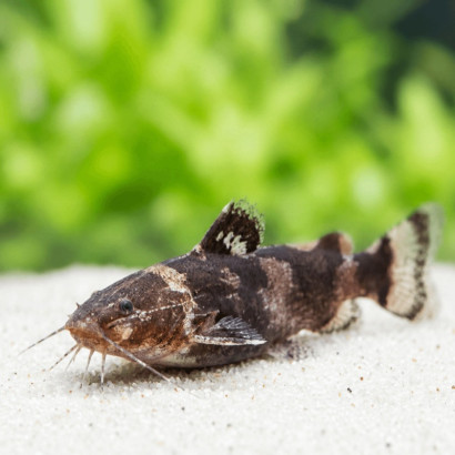 MICROGLANIS POECILUS / SILURE NAIN MARBRE / POISSON CHAT BUMBLEBEE / POISSON CHAT BOURDON