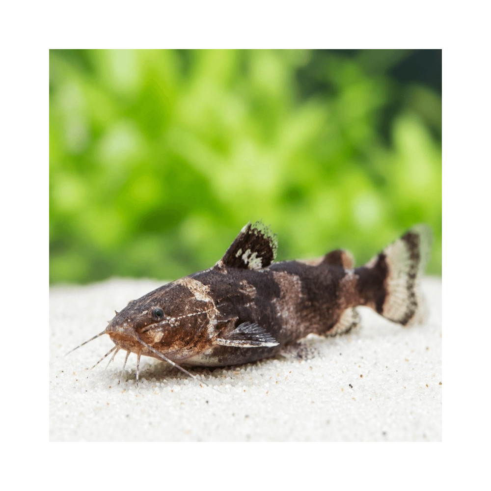 MICROGLANIS POECILUS / SILURE NAIN MARBRE / POISSON CHAT BUMBLEBEE / POISSON CHAT BOURDON