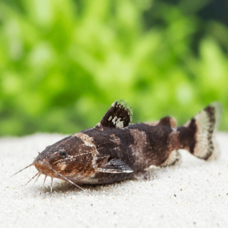 MICROGLANIS POECILUS / SILURE NAIN MARBRE / POISSON CHAT BUMBLEBEE / POISSON CHAT BOURDON