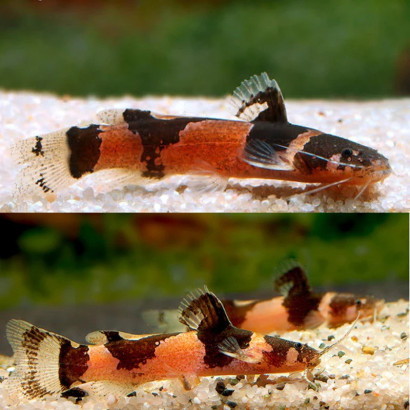 MICROGLANIS POECILUS / SILURE NAIN MARBRE / POISSON CHAT BUMBLEBEE / POISSON CHAT BOURDON