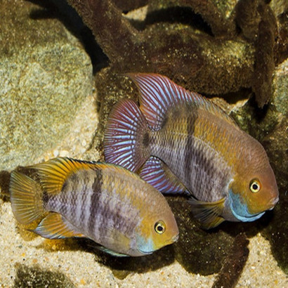 AMATITLANIA SAJICA / CICHLASOMA SAJICA / CRIPTOHEROS SAJICA