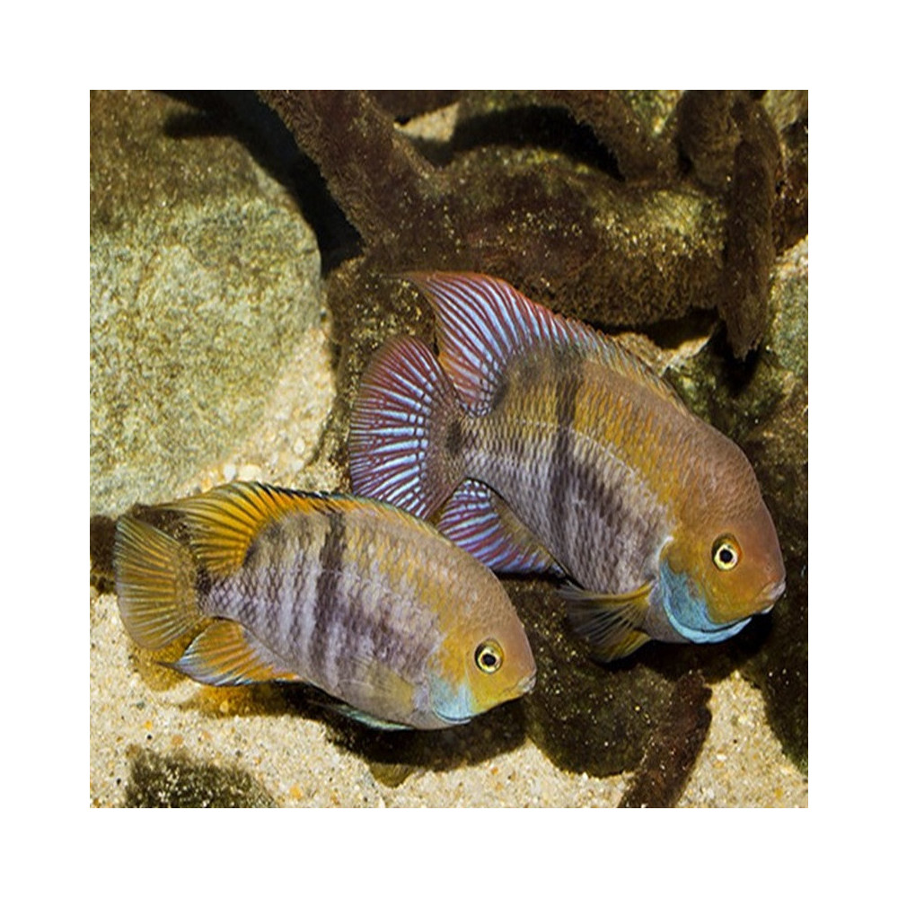 AMATITLANIA SAJICA / CICHLASOMA SAJICA / CRIPTOHEROS SAJICA