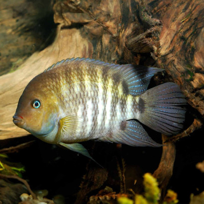 AMATITLANIA SAJICA / CICHLASOMA SAJICA / CRIPTOHEROS SAJICA