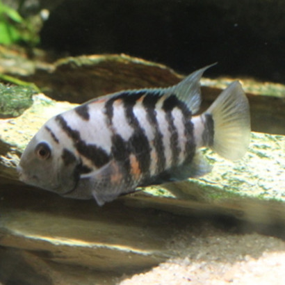 AMATITLANIA NIGROFASCIATA / CICHLASOMA NIGROFASCIATA / CRIPTOHEROS NIGROFASCIATA