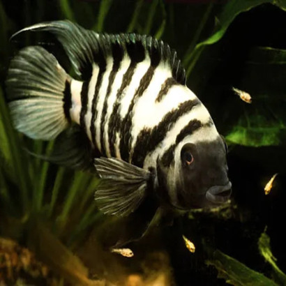 AMATITLANIA NIGROFASCIATA / CICHLASOMA NIGROFASCIATA / CRIPTOHEROS NIGROFASCIATA