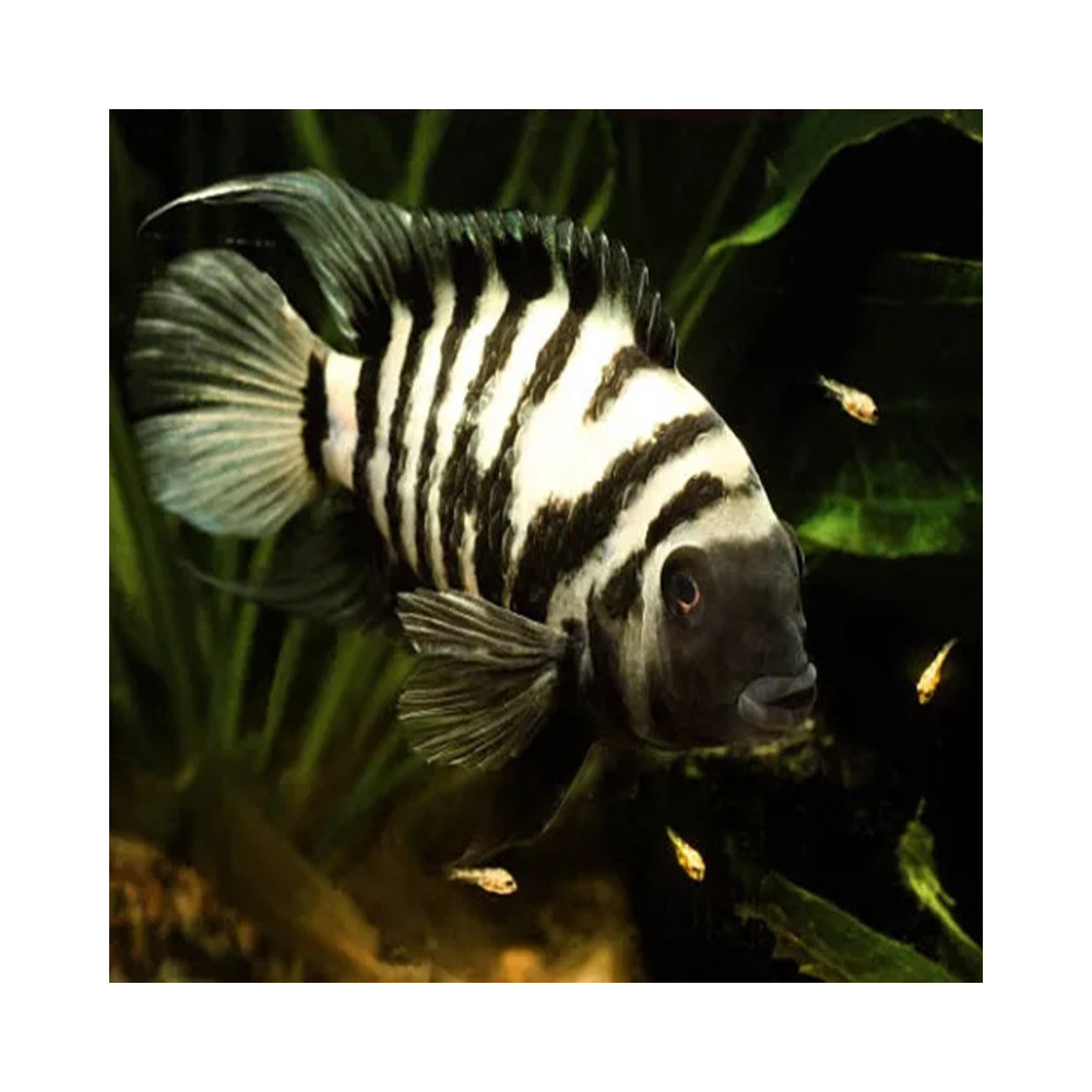 AMATITLANIA NIGROFASCIATA / CICHLASOMA NIGROFASCIATA / CRIPTOHEROS NIGROFASCIATA