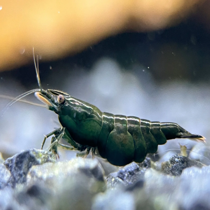 NEOCARIDINA DARK GREEN JADE