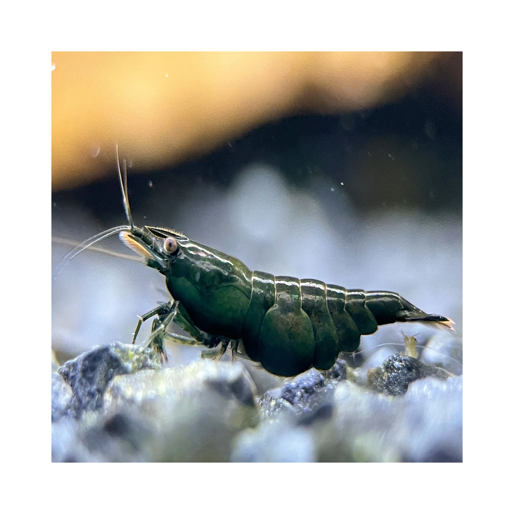 NEOCARIDINA DARK GREEN JADE
