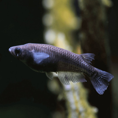 ORYZIAS LATIPES BLACK / BLACK MEDAKA / POISSON RIZ