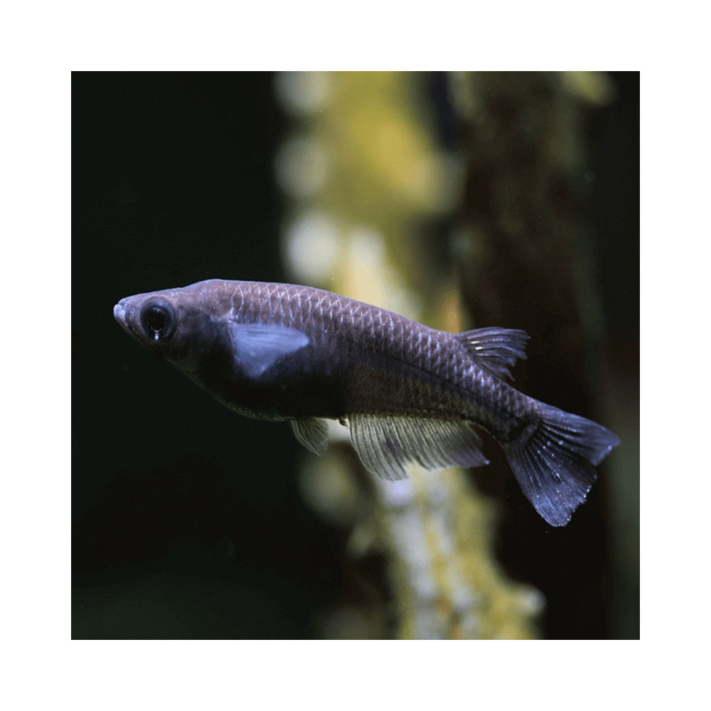 ORYZIAS LATIPES BLACK / BLACK MEDAKA / POISSON RIZ