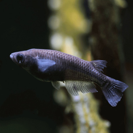 ORYZIAS LATIPES BLACK / BLACK MEDAKA / POISSON RIZ