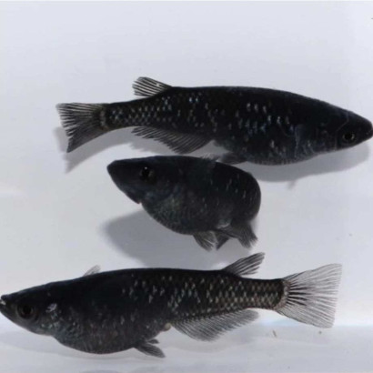 ORYZIAS LATIPES BLACK / BLACK MEDAKA / POISSON RIZ