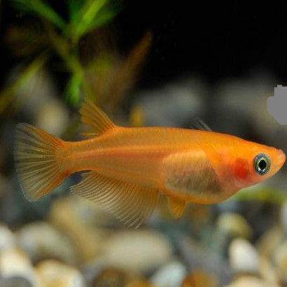 ORYZIAS LATIPES ORANGE / ORANGE MEDAKA / POISSON RIZ