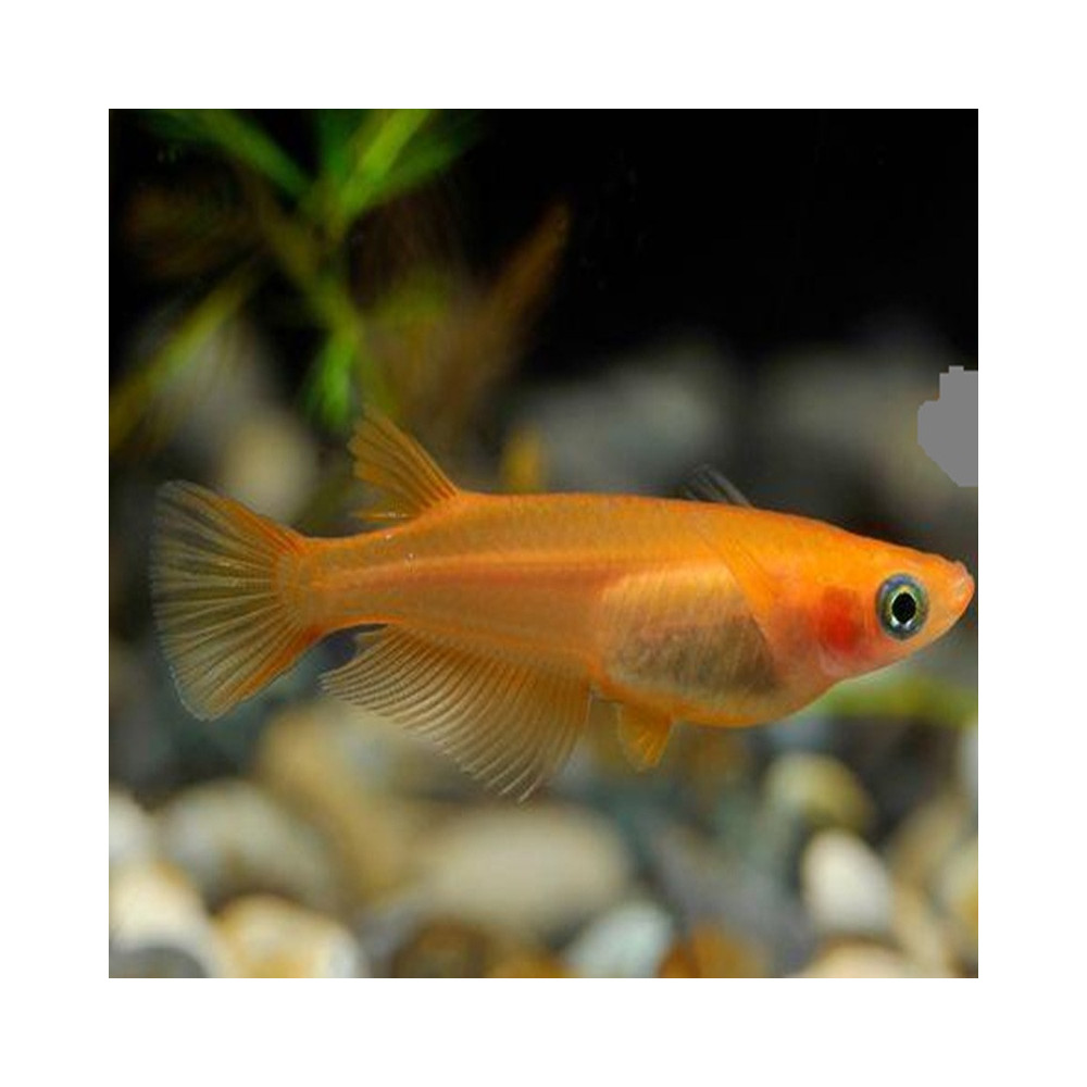 ORYZIAS LATIPES ORANGE / ORANGE MEDAKA / POISSON RIZ