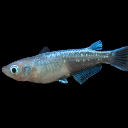 ORYZIAS LATIPES RAINBOW / MEDAKA / POISSON RIZ