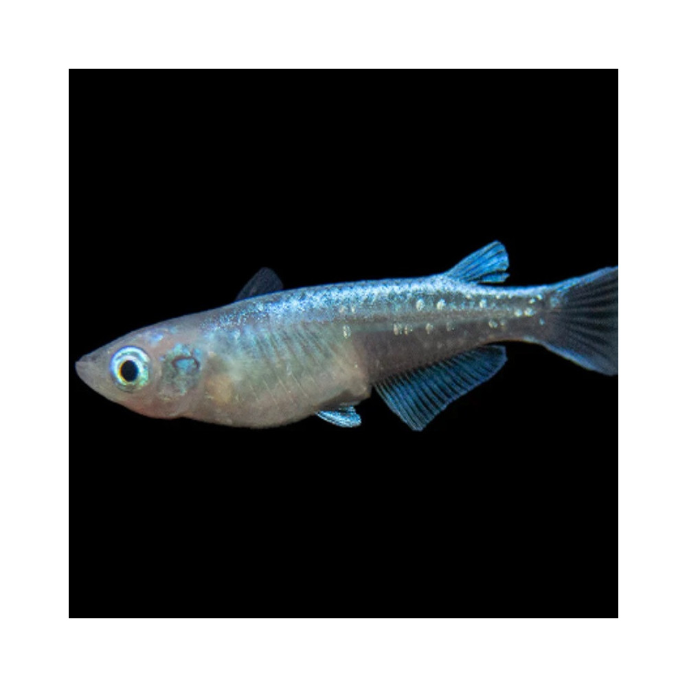 ORYZIAS LATIPES RAINBOW / MEDAKA / POISSON RIZ