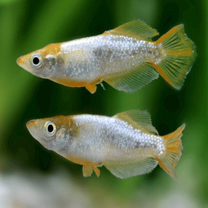 ORYZIAS LATIPES RAINBOW / MEDAKA TUMUKI / POISSON RIZ