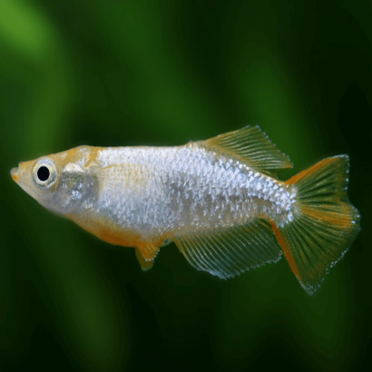 ORYZIAS LATIPES RAINBOW / MEDAKA TUMUKI / POISSON RIZ