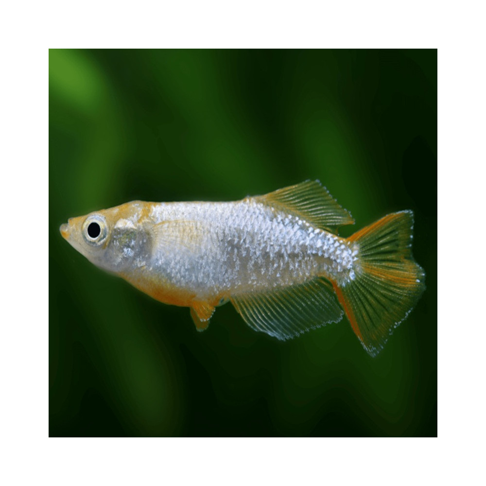 ORYZIAS LATIPES RAINBOW / MEDAKA TUMUKI / POISSON RIZ