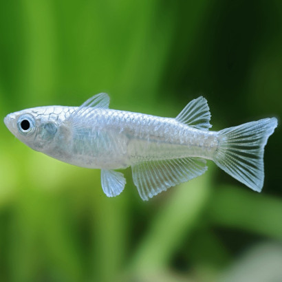 ORYZIAS LATIPES/ MEDAKA MIYUKI / POISSON RIZ