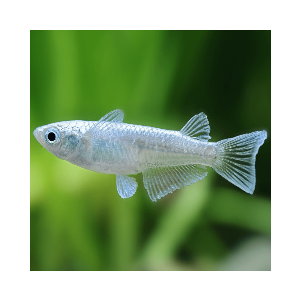 ORYZIAS LATIPES/ MEDAKA MIYUKI / POISSON RIZ