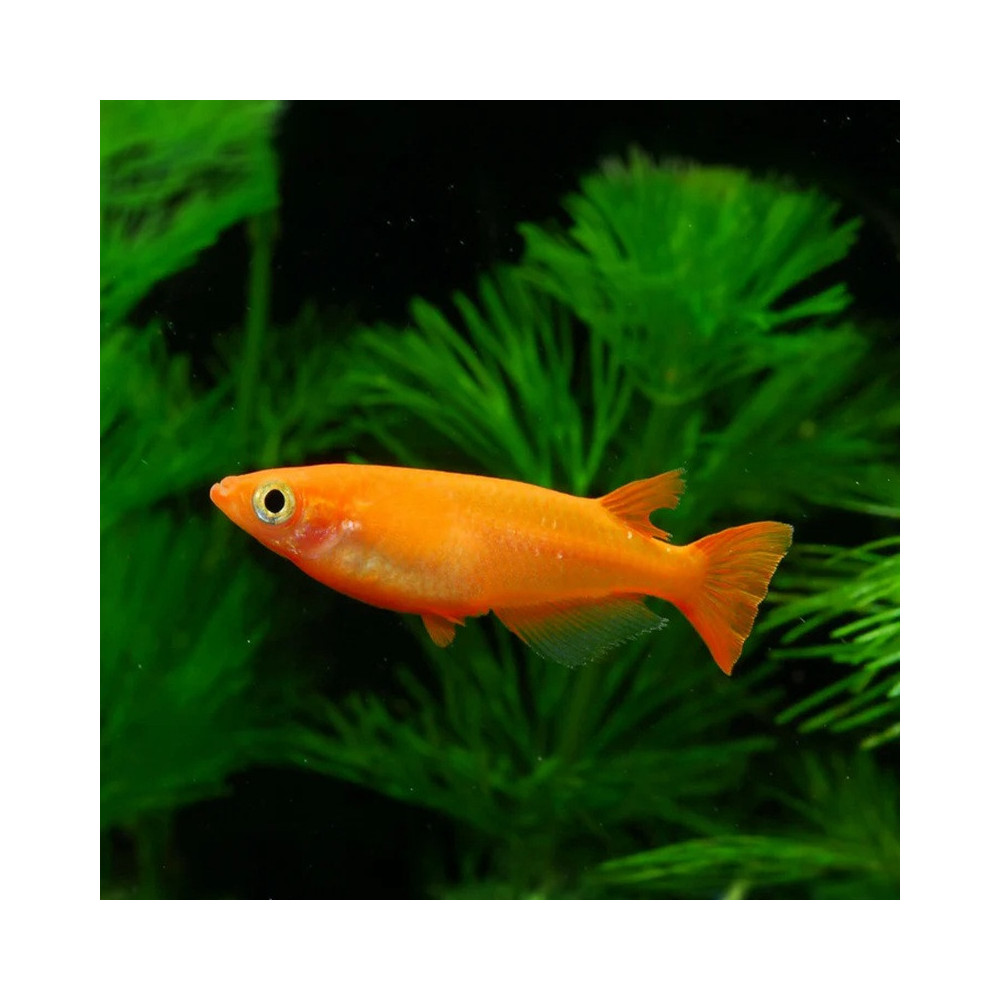 ORYZIAS LATIPES ORANGE /  MEDAKA YOUKIHI / POISSON RIZ