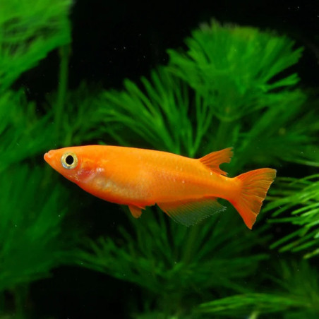 ORYZIAS LATIPES ORANGE /  MEDAKA YOUKIHI / POISSON RIZ