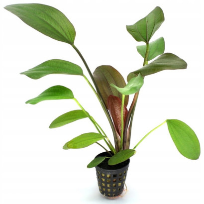 ECHINODORUS HOT PEPPER