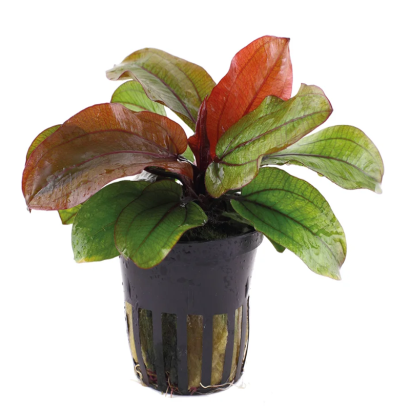 ECHINODORUS HOT PEPPER