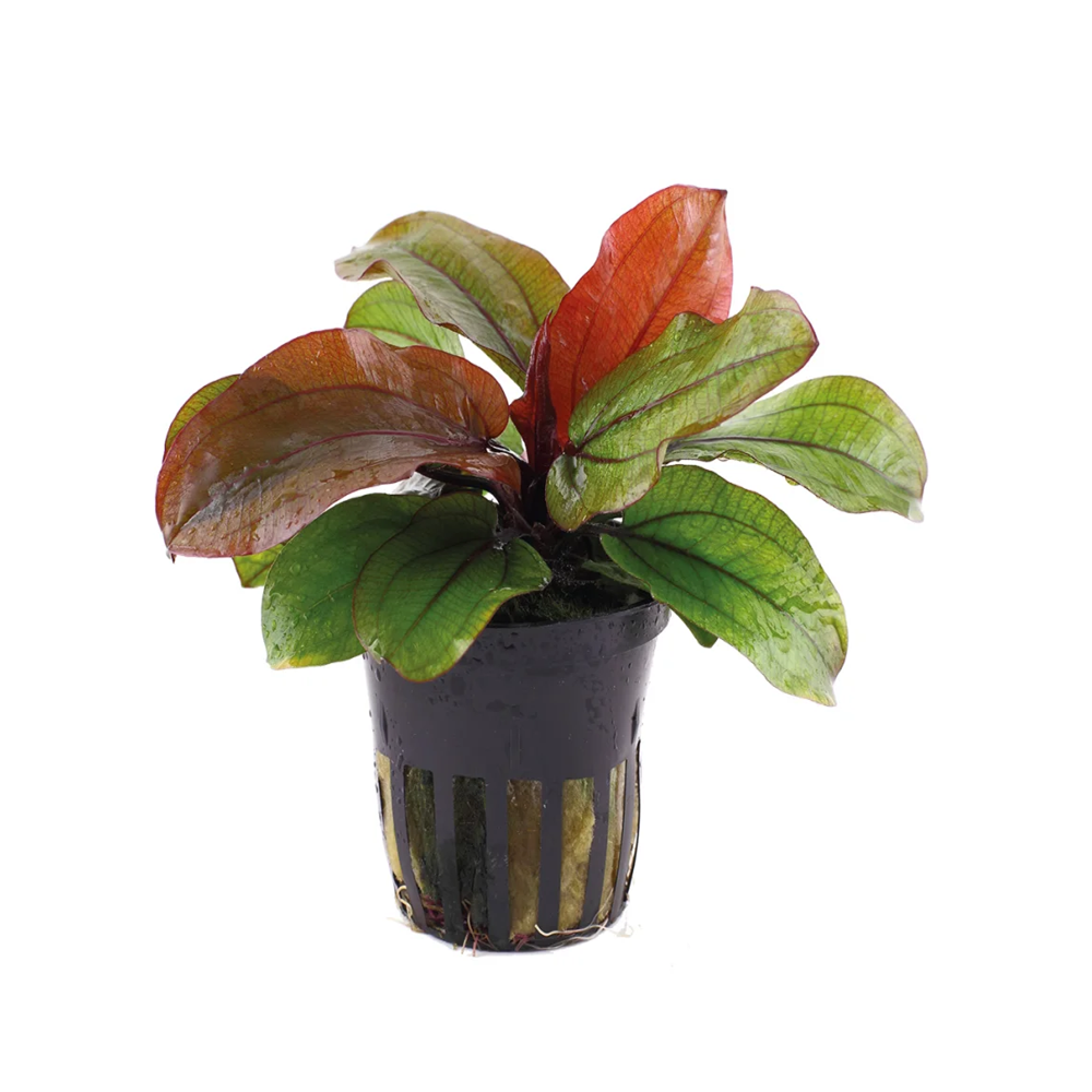 ECHINODORUS HOT PEPPER
