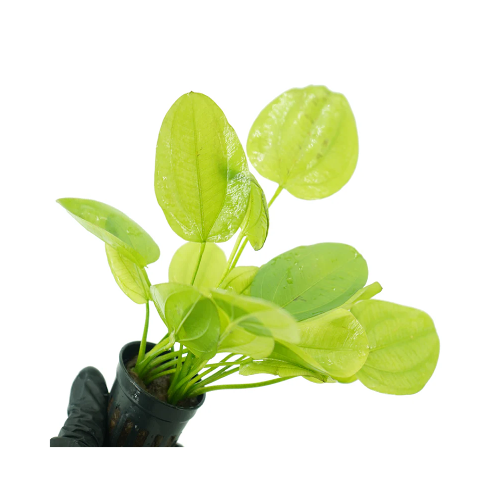 ECHINODORUS YELLOW SUN