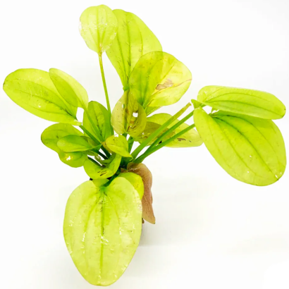 ECHINODORUS YELLOW SUN