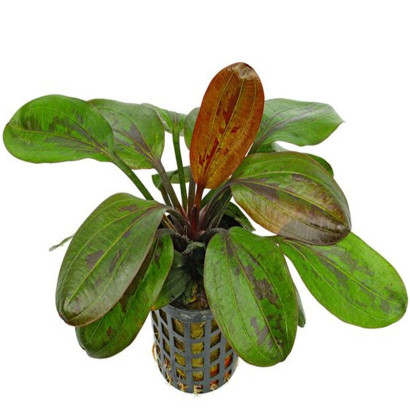 ECHINODORUS HARBIG RED