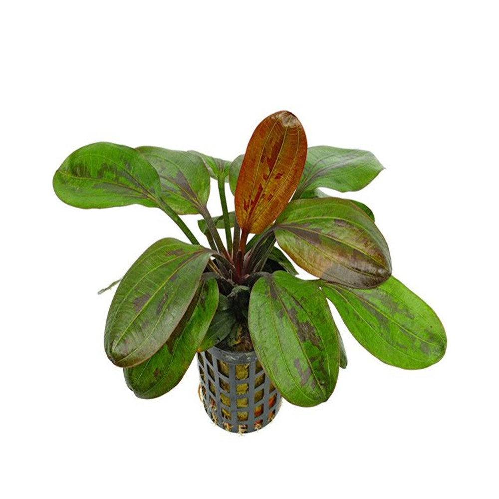 ECHINODORUS HARBIG RED