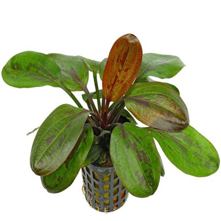 ECHINODORUS HARBIG RED