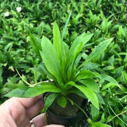 ECHINODORUS MAGDALENSIS / HELIANTHUM BOLIVIANUM QUADRICOSTATUS
