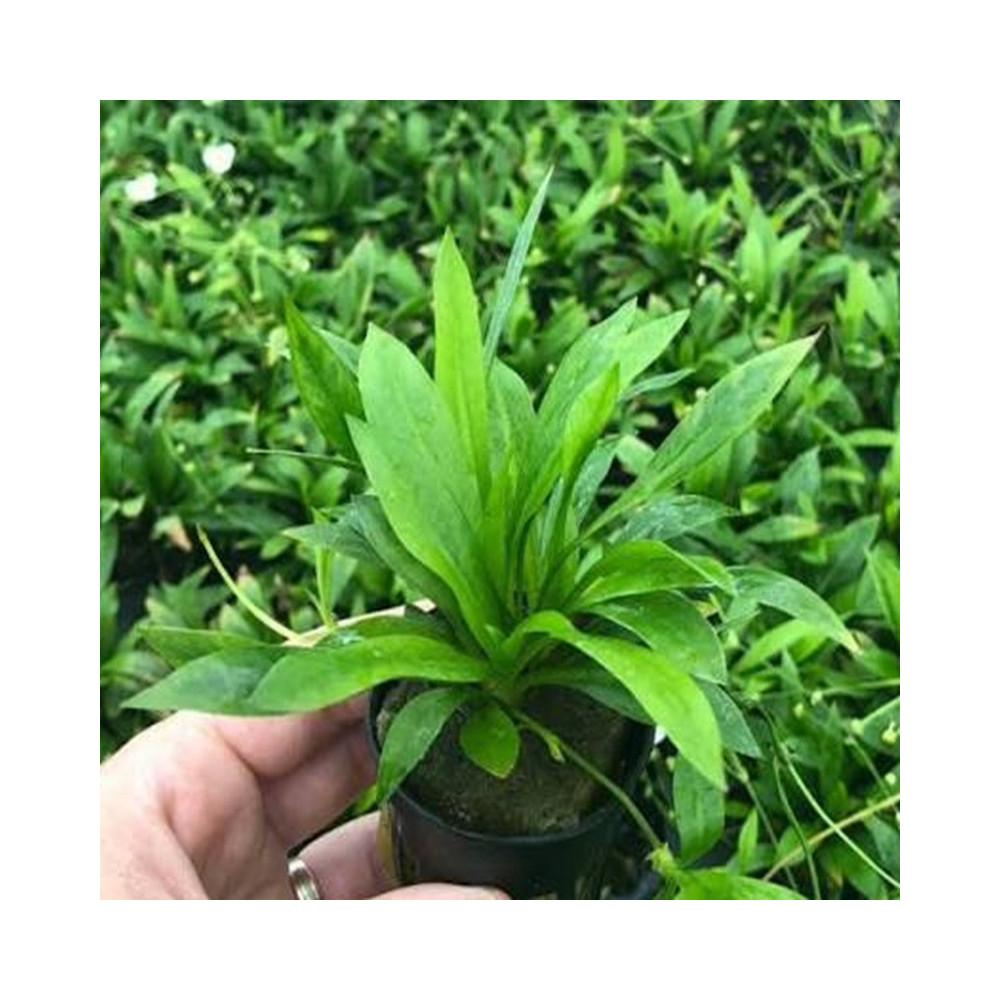 ECHINODORUS MAGDALENSIS / HELIANTHUM BOLIVIANUM QUADRICOSTATUS