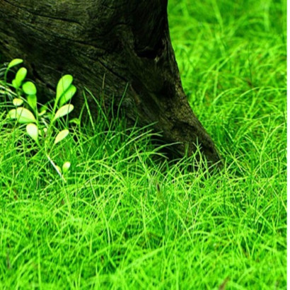 ELEOCHARIS PARVULA / ELEOCHARIS ACICULARIS