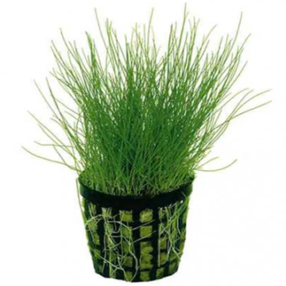 ELEOCHARIS PARVULA / ELEOCHARIS ACICULARIS