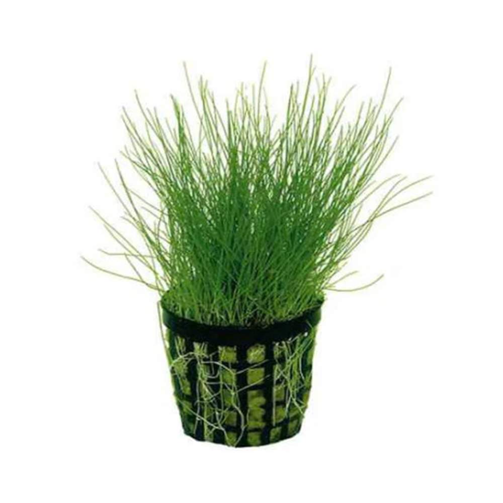ELEOCHARIS PARVULA / ELEOCHARIS ACICULARIS