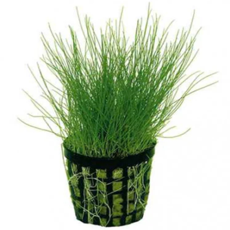 ELEOCHARIS PARVULA / ELEOCHARIS ACICULARIS