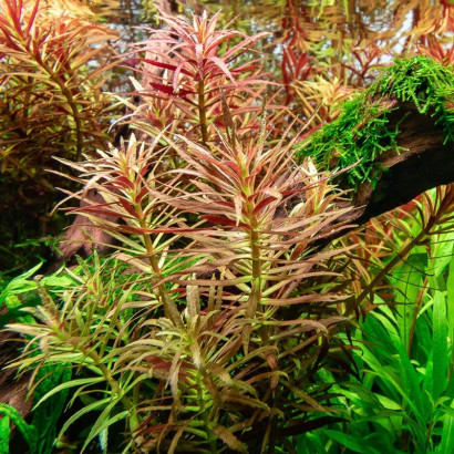 LIMNOPHILA HIPPURIDOIDES / LIMNANTHE DES MARAIS
