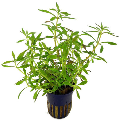 LIMNOPHILA HIPPURIDOIDES / LIMNANTHE DES MARAIS